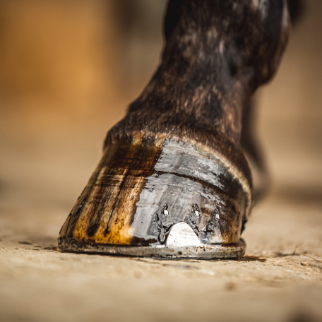 CDM Cornucrescine Tea Tree Hoof Oil 500ml