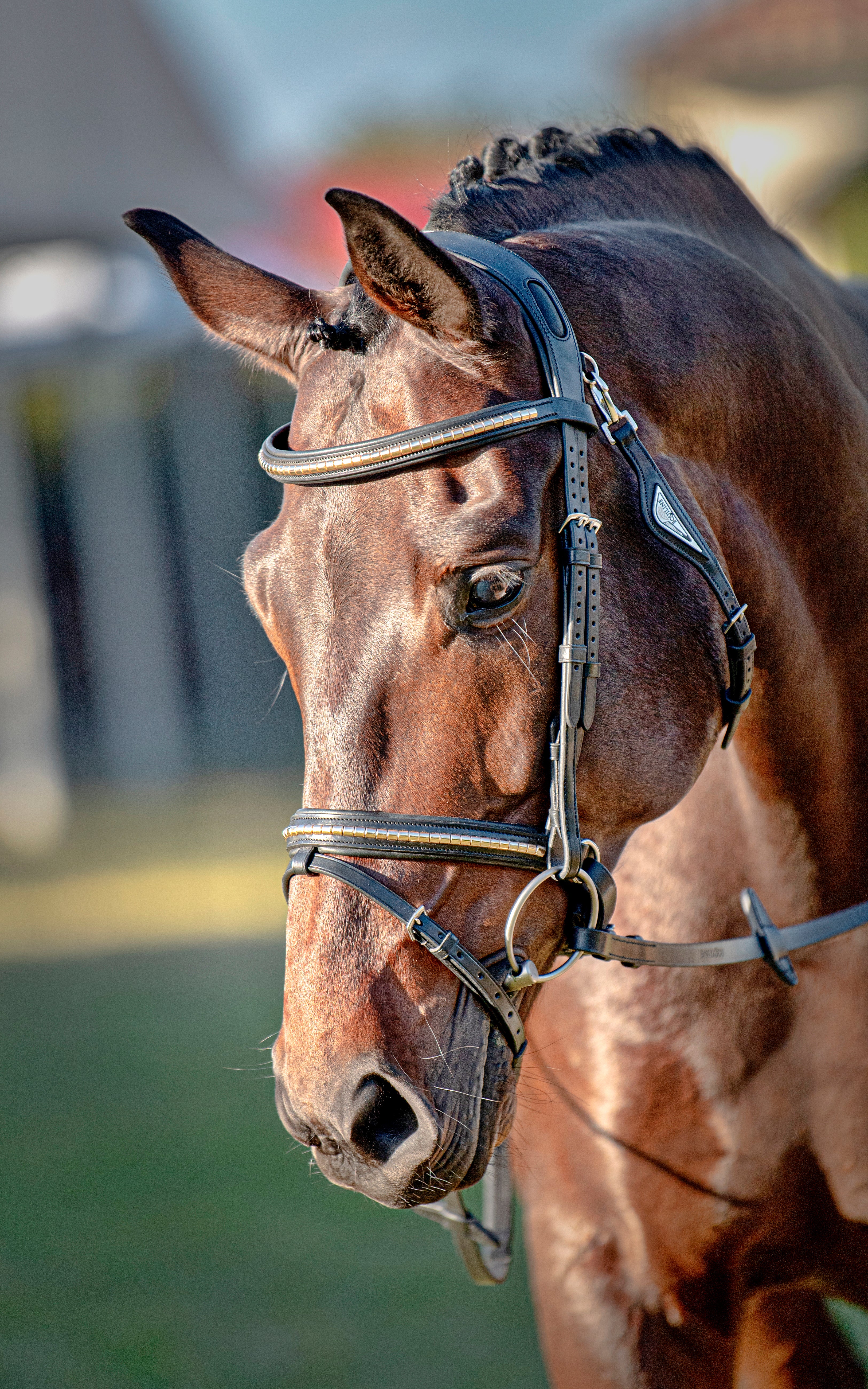 Equiline - Gold Clincher Browband