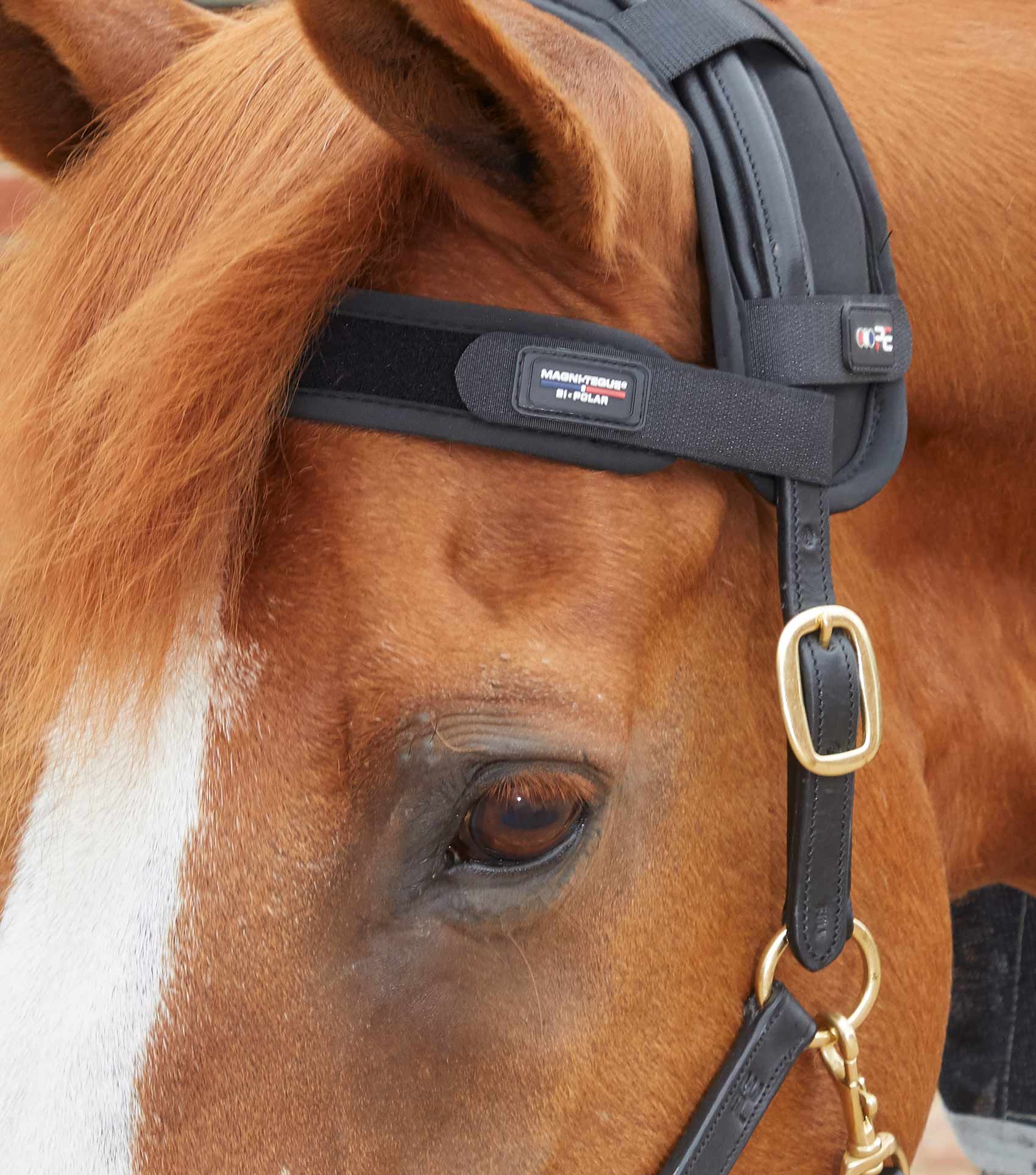 PE - Magni-Teque Magnetic Browband